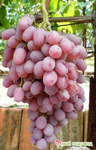 Виноград Тайфи Розовый Описание Сорта Фото
