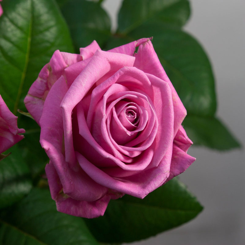 Роза чайно-гибридная Аква (3) 