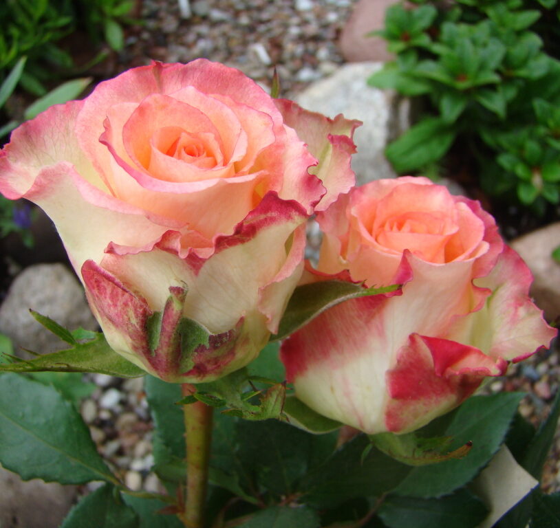 Роза чайно-гибридная Дуэт (2) 