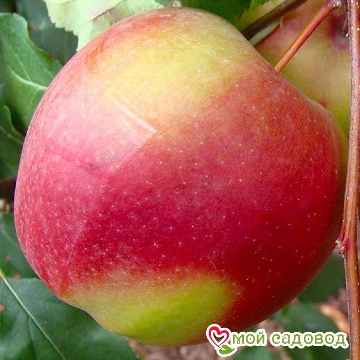 Яблоки Лигол Фото