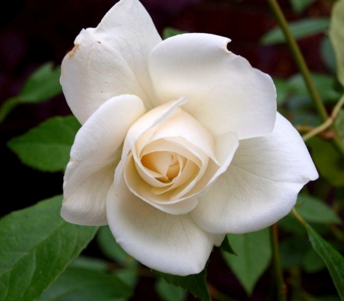 Роза Спрей белый (2) 