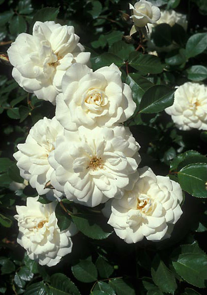 Роза Белый каскад (2) 