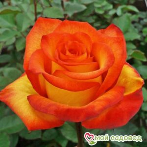 Роза чайно-гибридная Хай Буминг 