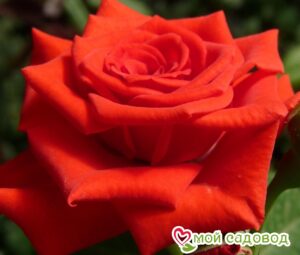 Роза чайно-гибридная Корвет 