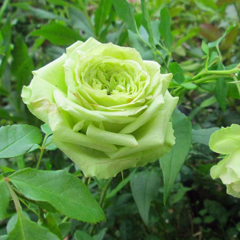 Роза чайно-гибридная Супер Грин (2) 