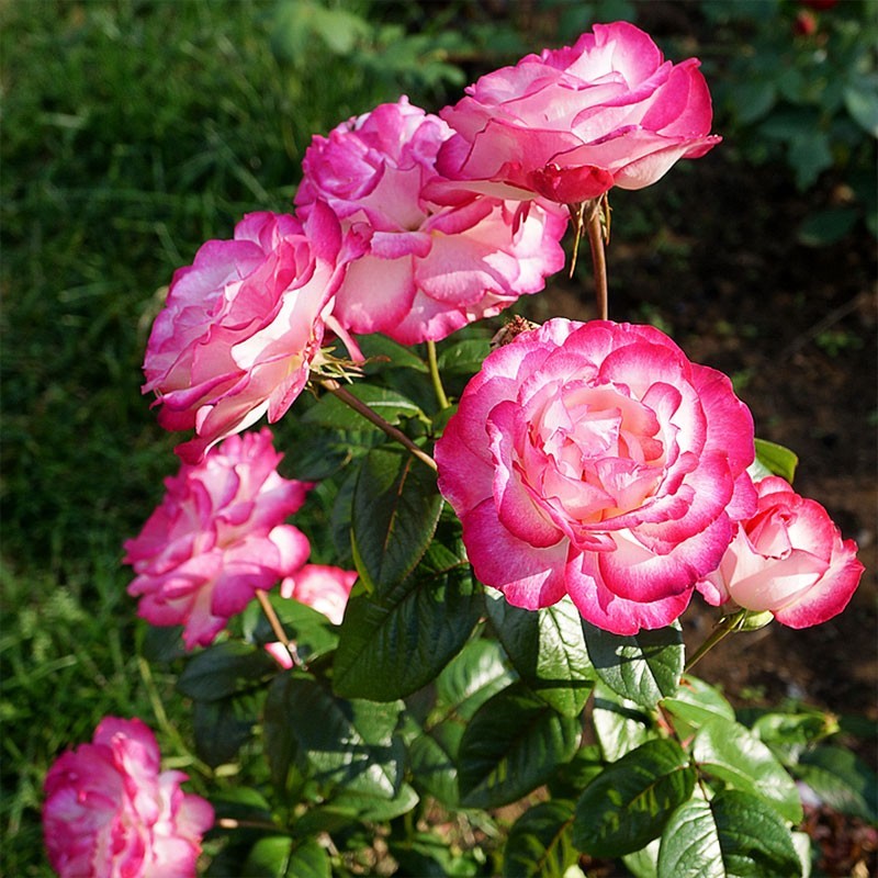 Роза чайно-гибридная Атлас (2) 