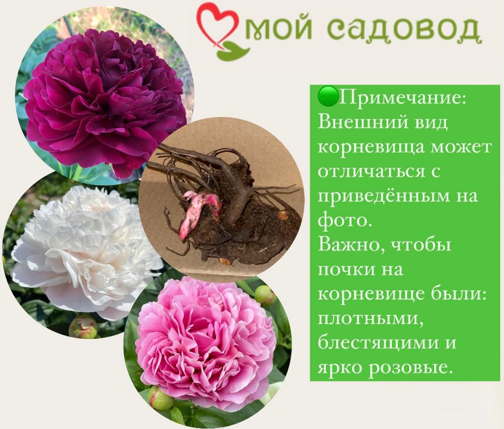 Магазин Пион Саранск Каталог